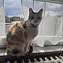 animal, backlit, calico, cat, cozy, curtains, domestic_cat, feline, fur, home, house, indoor, natural_light, pet, quiet, radiator, resting, sitting, window, windowsill
