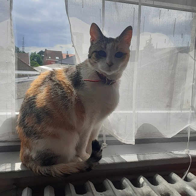 Roussette participe au concours pour gagner de l'argent avec cette photo : animal, backlit, calico, cat, cozy, curtains, domestic_cat, feline, fur, home, house, indoor, natural_light, pet, quiet, radiator, resting, sitting, window, windowsill
