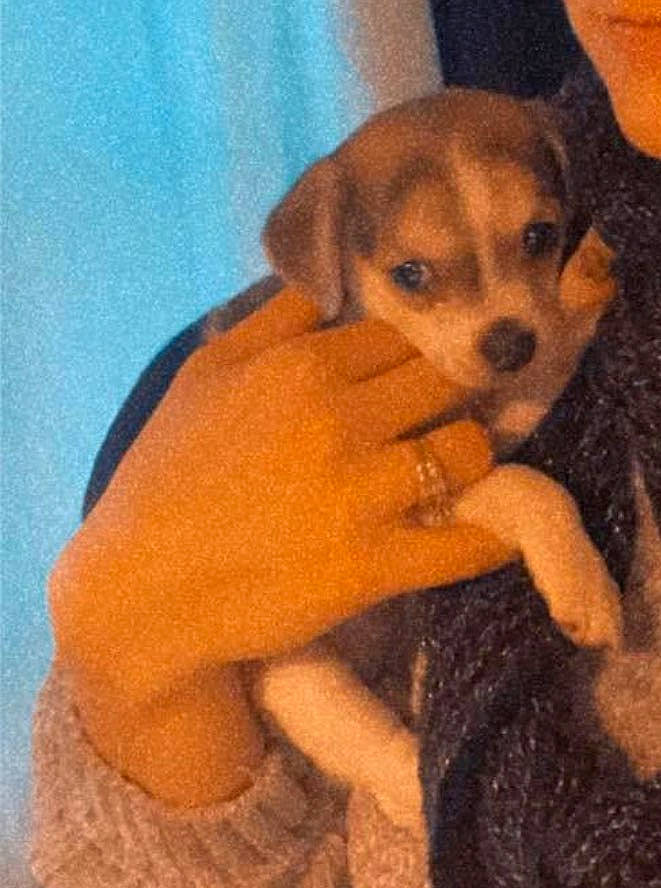 Sadie joined the competition — help win amazing prizes! art, canidae, carnivore, cloud, comfort, companion_dog, dog, dog_breed, dog_clothes, fawn, fur, paw, puppy_love, sitting, snout, sporting_group, tail, toy_dog, woolen, working_animal