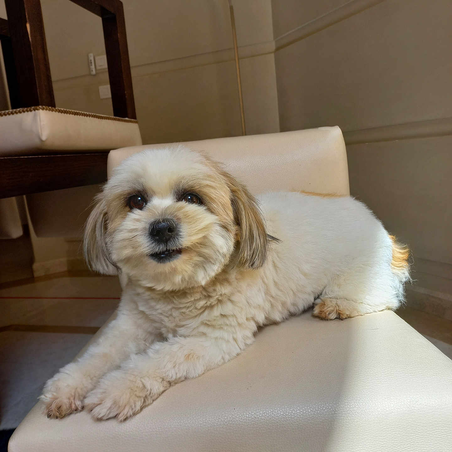 Winne is registered to the contest to win money with this photo: animal, chair, companion, cozy, cream_color, cute, dog, domestic, fluffy, furniture, home, indoor, looking, paw, pet, relaxed, sitting, small_dog, sunlight, wooden