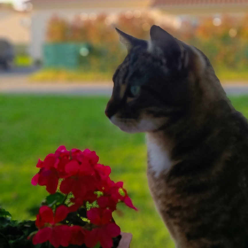 Stich participe au concours pour gagner de l'argent avec cette photo : animal, blurred_background, cat, curious, daylight, domestic_animal, flower_pot, garden, green_grass, house, nature, outdoor, peaceful, pet, plant, red_flowers, side_view, sitting, tabby, windowsill