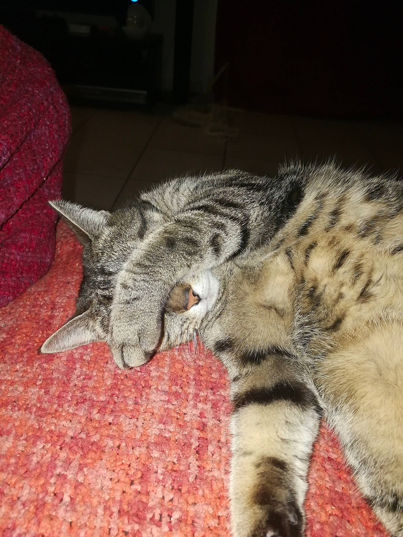 Roxy a rejoint le concours — aidez-le/la à gagner de superbes lots ! california_spangled, carnivore, cat, claw, domestic_short_haired_cat, european_shorthair, felidae, fur, grey, nap, paw, small_to_medium_sized_cats, snout, tabby_cat, tail, terrestrial_animal, vertebrate, whiskers, woolen