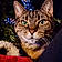 Bagheera