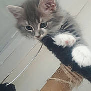 Isis participe au concours pour gagner de l'argent avec cette photo : kitten, cat, scratching_post, toy, paws, fur, gray, white, indoor, pet, climbing, playful, fuzzy, string, closeup, cute, animal, whiskers, ears, young