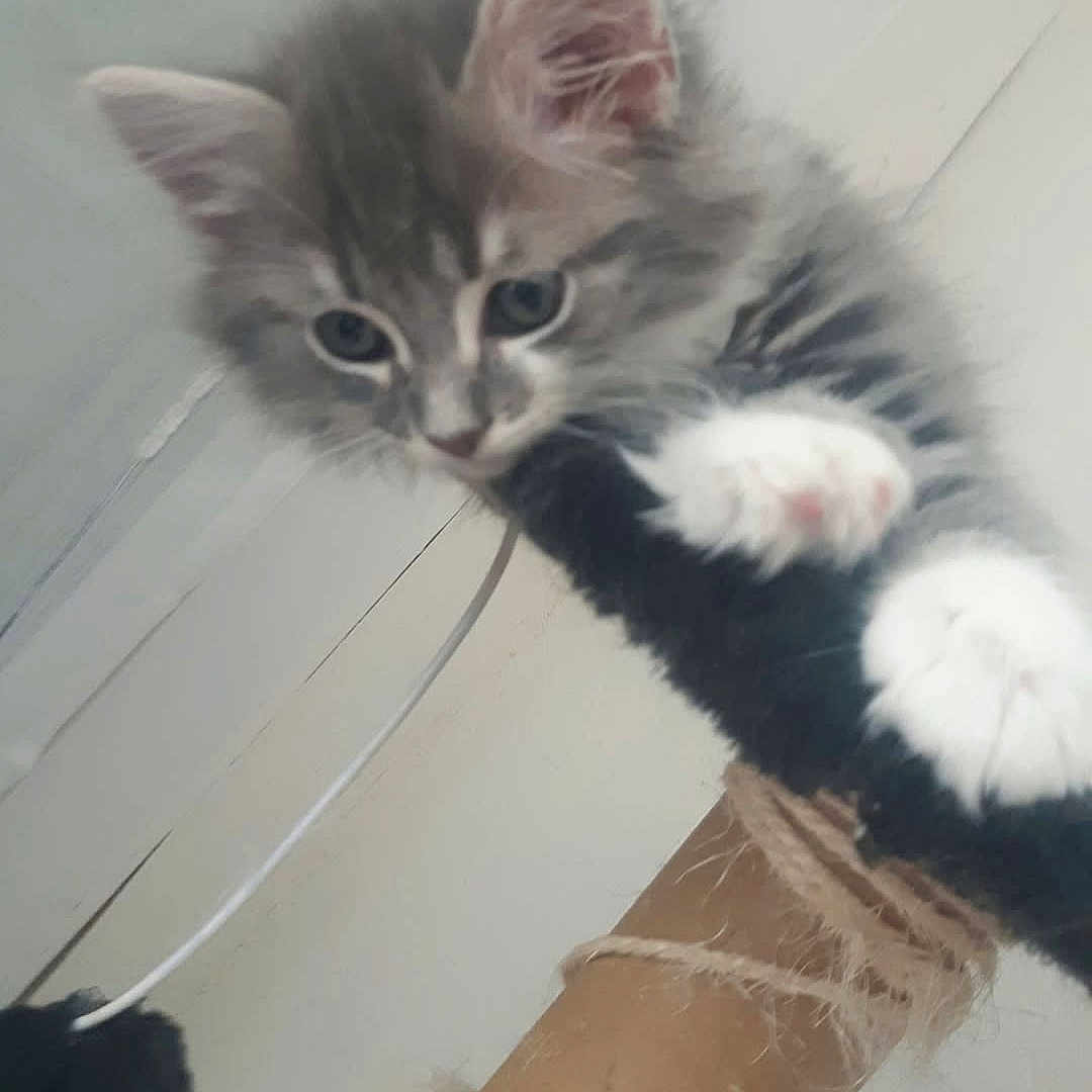 Isis participe au concours pour gagner de l'argent avec cette photo : animal, cat, climbing, closeup, cute, ears, fur, fuzzy, gray, indoor, kitten, paws, pet, playful, scratching_post, string, toy, whiskers, white, young