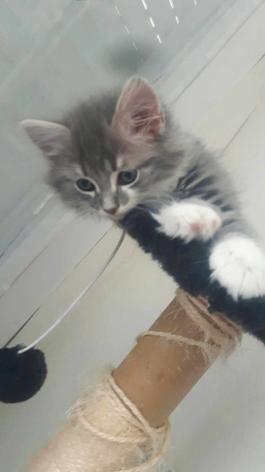 Isis participe au concours pour gagner de l'argent avec cette photo : kitten, cat, scratching_post, toy, paws, fur, gray, white, indoor, pet, climbing, playful, fuzzy, string, closeup, cute, animal, whiskers, ears, young