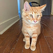 Simone joined the competition — help win amazing prizes! animal, cat, cute, domestic_cat, ears, eyes, feline, flooring, fur, home, indoor, kitten, love_sign, nose, orange_tabby, pet, sitting, whiskers, wooden_floor, young_cat