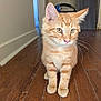 animal, cat, cute, domestic_cat, ears, eyes, feline, flooring, fur, home, indoor, kitten, love_sign, nose, orange_tabby, pet, sitting, whiskers, wooden_floor, young_cat