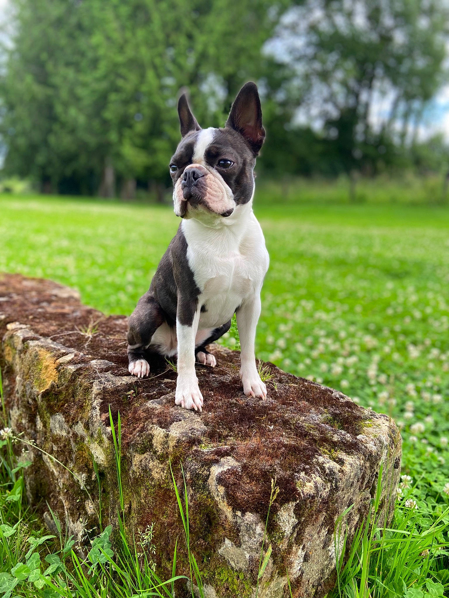Ozone participe au concours pour gagner de l'argent avec cette photo : boston_terrier, bulldog, carnivore, companion_dog, dog, dog_breed, fawn, grass, groundcover, lawn, mammal, plant, snout, terrestrial_animal, tree, trunk, vertebrate, whiskers, wood, working_animal