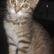 Gina participe au concours pour gagner de l'argent avec cette photo : cat, kitten, tabby, whiskers, ears, fur, pet, animal, cute, small, sitting, indoor, curious, eyes, face, portrait, feline, young, soft, domestic