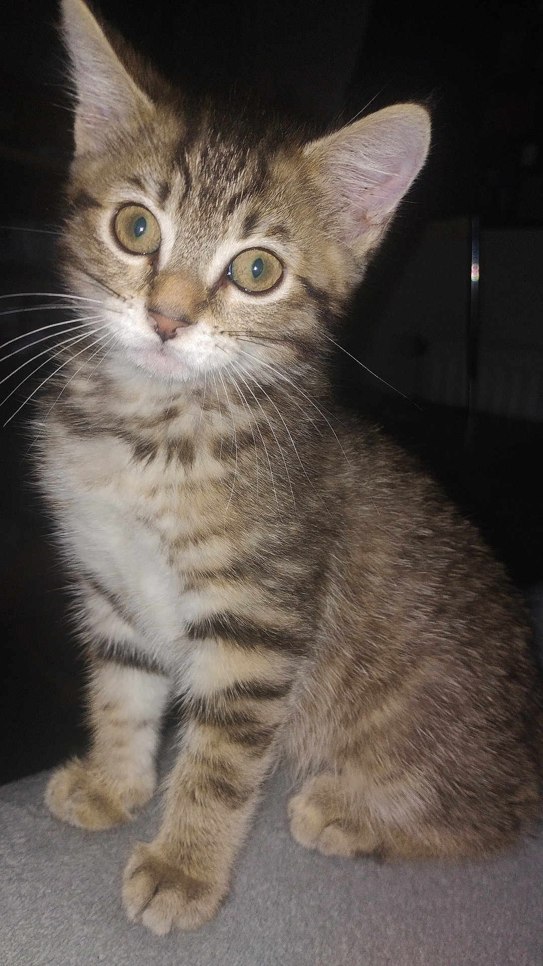 Gina participe au concours pour gagner de l'argent avec cette photo : cat, kitten, tabby, whiskers, ears, fur, pet, animal, cute, small, sitting, indoor, curious, eyes, face, portrait, feline, young, soft, domestic