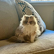 Tinkerbell is registered to the contest to win money with this photo: cat, persian_cat, fluffy, sitting, couch, indoor, pet, feline, fur, window_light, pillow, beige, texture, calm, cute, animal, domestic, relaxed, home, cozy