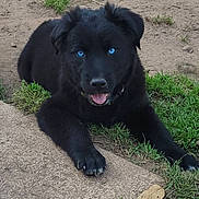 Leo is registered to the contest to win money with this photo: puppy, dog, black_dog, blue_eyes, grass, dirt, outdoor, pet, animal, cute, lying_down, tongue_out, collar, young_dog, nature, playful, friendly, canine, fur, closeup