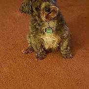 Oreo is registered to the contest to win money with this photo: animal, brown, carpet, collar, companion, cozy, cute, dog, domestic, floor, fur, indoor, looking, pet, plush_toy, room, sitting, small_dog, tag, tilted_head