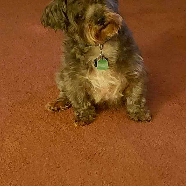 Oreo