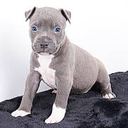 Vita participe au concours pour gagner de l'argent avec cette photo : puppy, dog, young, gray, white_paws, white_chest, blue_eyes, fur, pet, cute, animal, standing, blanket, indoor, portrait, looking_at_camera, small, adorable, domestic_animal, isolated_background