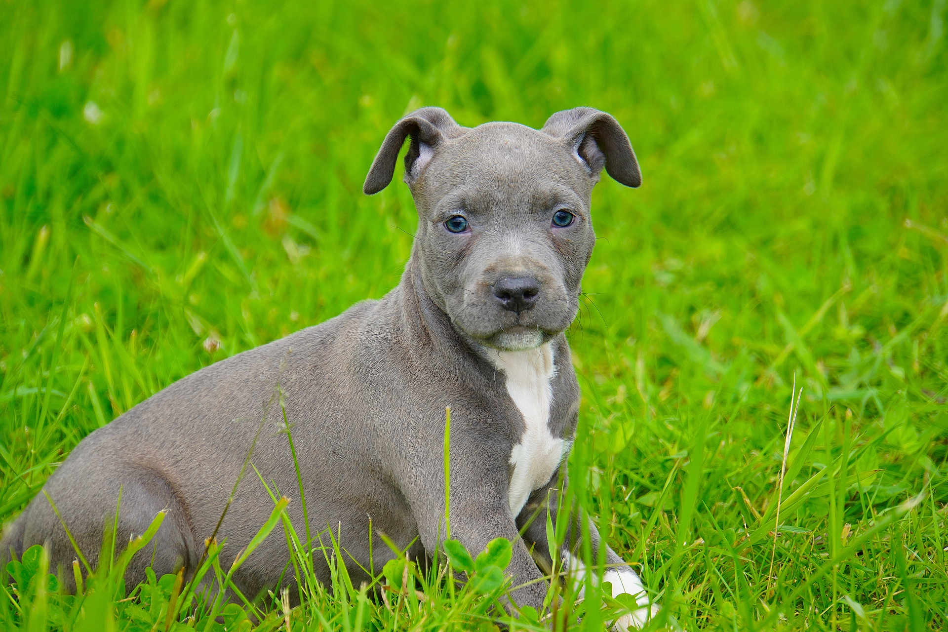 Vita participe au concours pour gagner de l'argent avec cette photo : puppy, dog, grass, outdoor, animal, pet, canine, young, nature, greenery, sitting, cute, fur, mammal, portrait, eyes, white_markings, calm, background, daylight