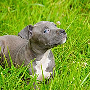 Vita a rejoint le concours — aidez-le/la à gagner de superbes lots ! puppy, dog, grass, greenery, outdoor, nature, pet, young_dog, cute, animal, canine, fur, white_patch, ears, snout, side_view, close_up, summer, playful, curious