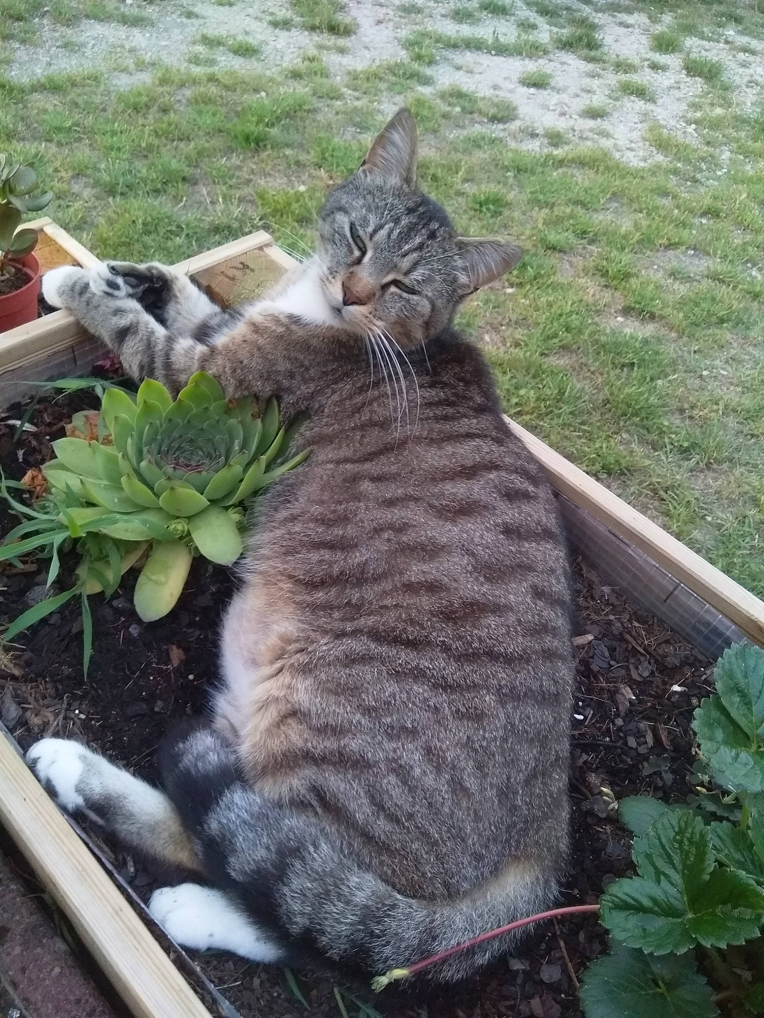 Minet a rejoint le concours — aidez-le/la à gagner de superbes lots ! asian, bobcat, california_spangled, carnivore, cat, domestic_short_haired_cat, dragon_li, european_shorthair, felidae, german_rex, grass, ocicat, pixie_bob, small_to_medium_sized_cats, tabby_cat, whiskers, wild_cat