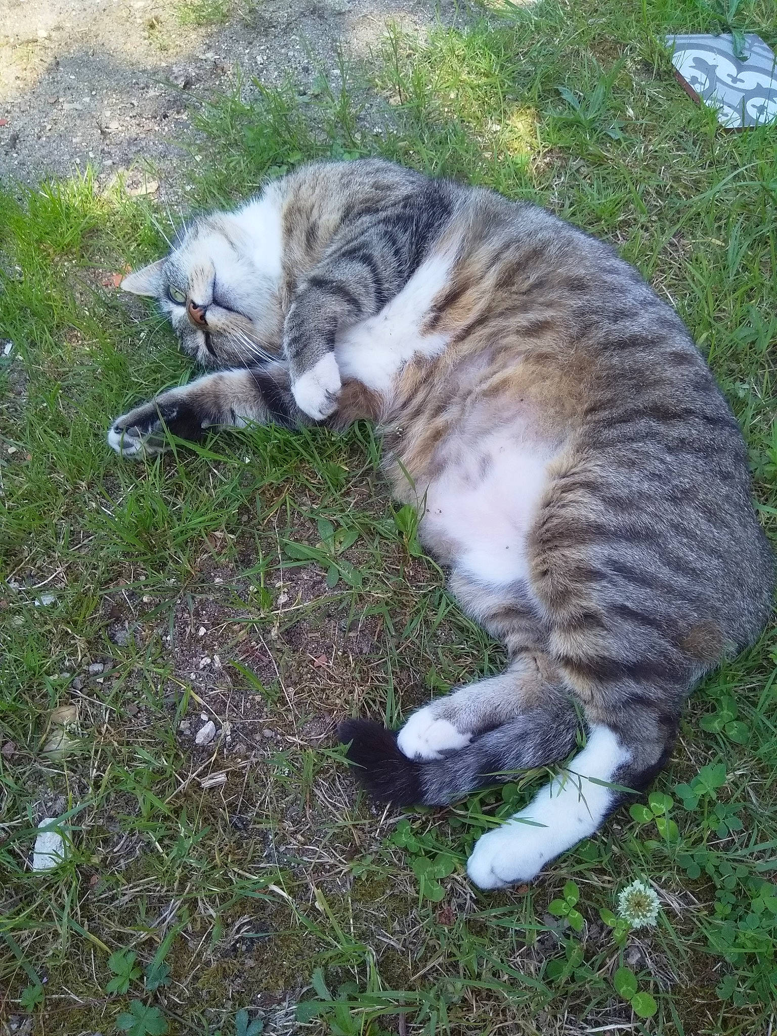 Minet a rejoint le concours — aidez-le/la à gagner de superbes lots ! carnivore, cat, domestic_short_haired_cat, european_shorthair, felidae, grass, small_to_medium_sized_cats, tabby_cat, tail, whiskers