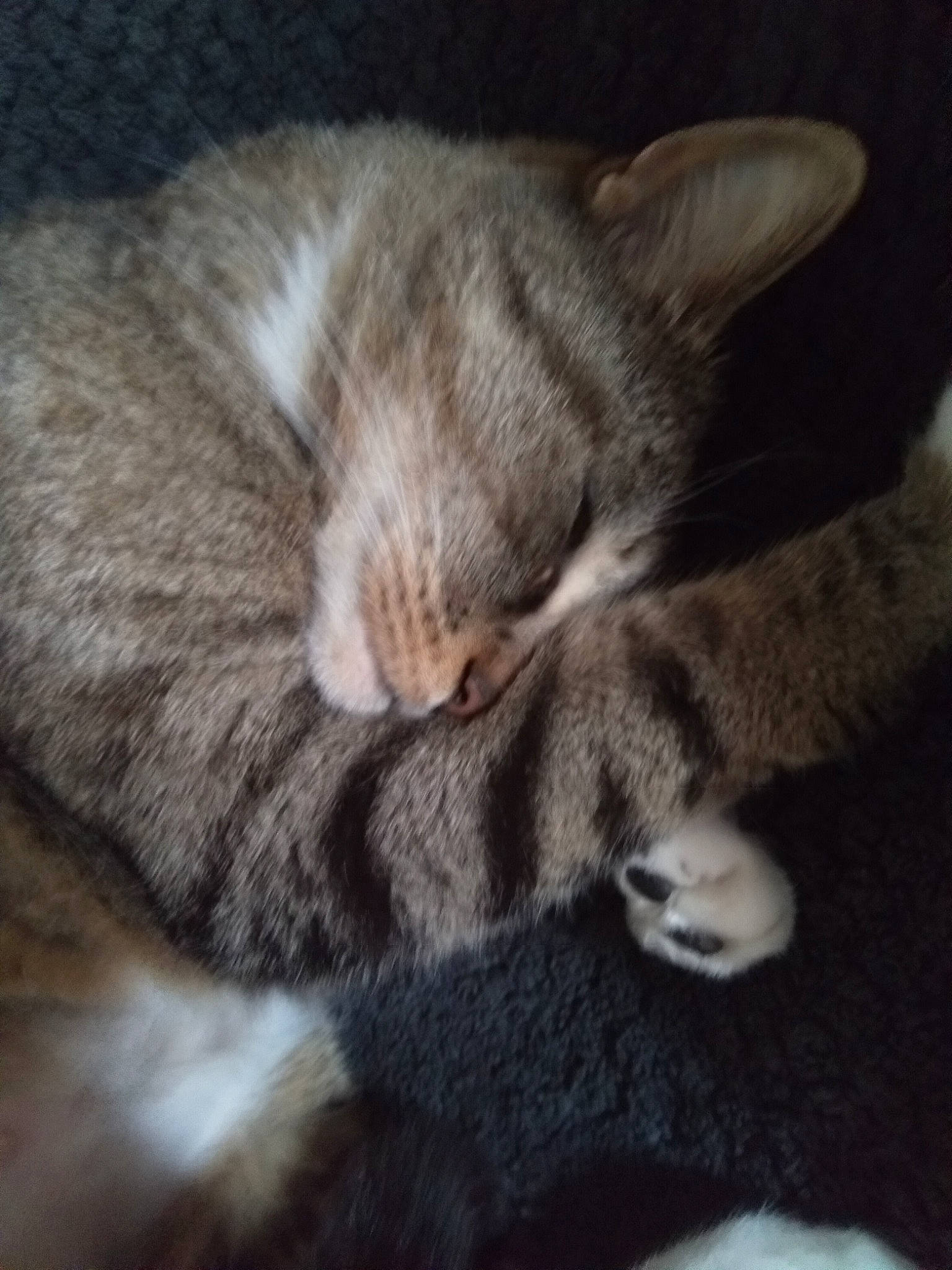 Minet participe au concours pour gagner de l'argent avec cette photo : asian, carnivore, cat, domestic_short_haired_cat, ear, european_shorthair, fawn, felidae, fur, kitten, mammal, nap, polydactyl_cat, sleep, small_to_medium_sized_cats, tabby_cat, tail, whiskers