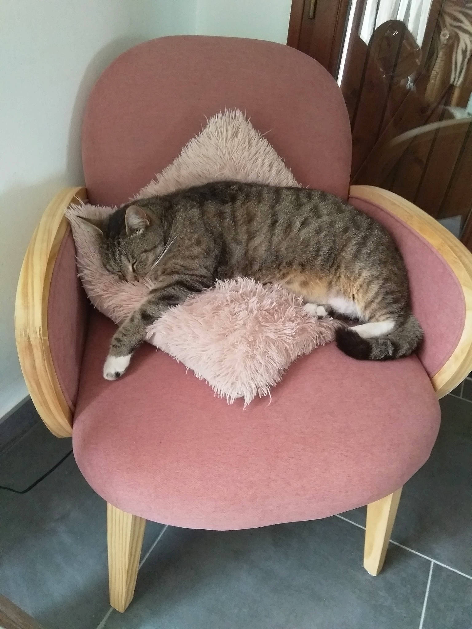 Minet a rejoint le concours — aidez-le/la à gagner de superbes lots ! carnivore, cat, cat_bed, chair, domestic_short_haired_cat, dragon_li, european_shorthair, felidae, furniture, kitten, small_to_medium_sized_cats, tabby_cat, table, tail