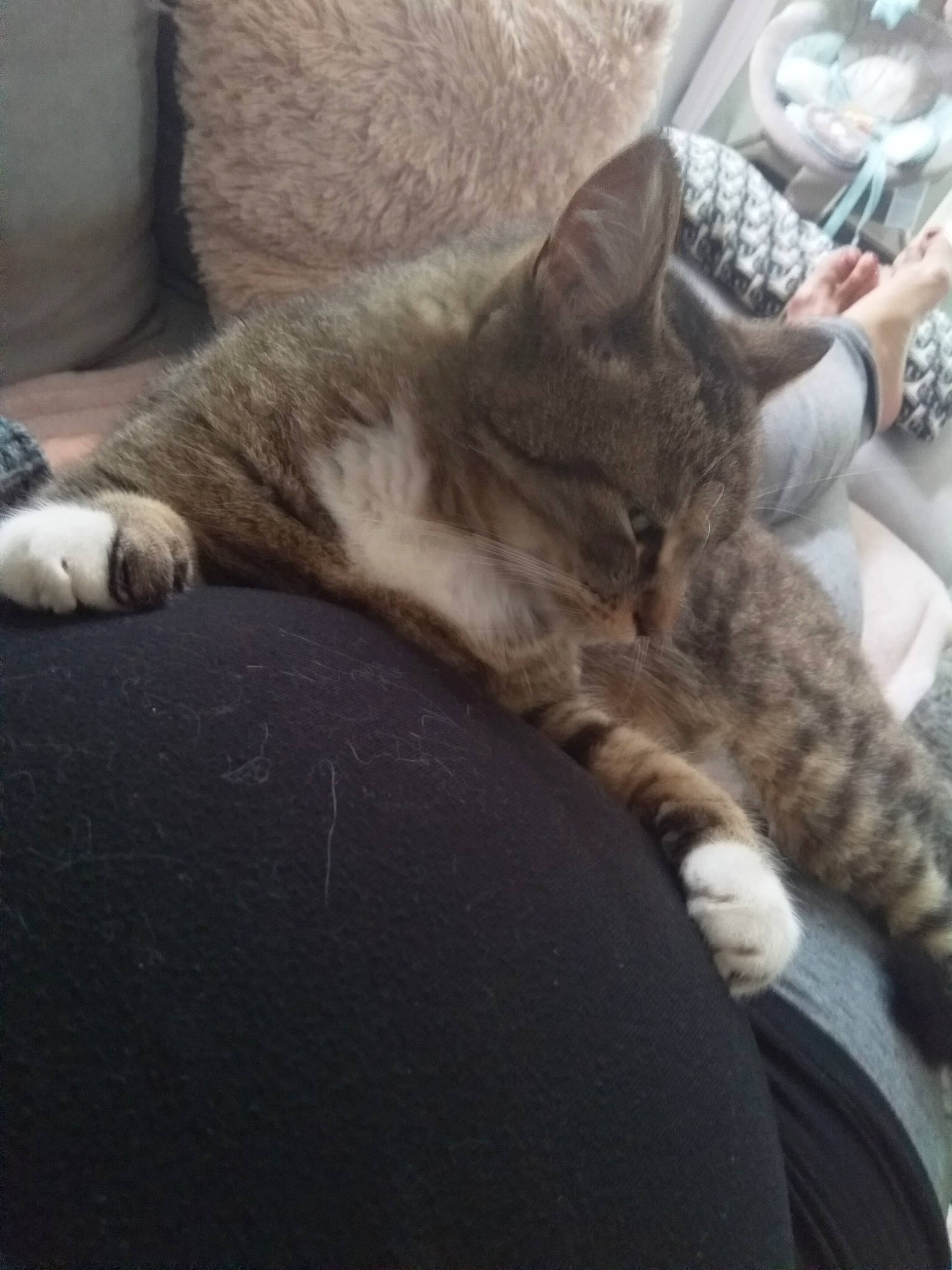 Minet a rejoint le concours — aidez-le/la à gagner de superbes lots ! carnivore, cat, comfort, domestic_short_haired_cat, dragon_li, ear, european_shorthair, felidae, fur, kitten, leg, nap, paw, pixie_bob, polydactyl_cat, sleep, small_to_medium_sized_cats, tabby_cat, tail, whiskers