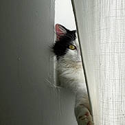 Ulysse a rejoint le concours — aidez-le/la à gagner de superbes lots ! cat, curtain, black_and_white, paw, window, peek, indoor, white_wall, animal, pet, feline, soft_light, texture, close_up, playful, curious, hidden, shadow, quiet, cozy