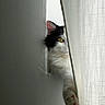 cat, curtain, black_and_white, paw, window, peek, indoor, white_wall, animal, pet, feline, soft_light, texture, close_up, playful, curious, hidden, shadow, quiet, cozy