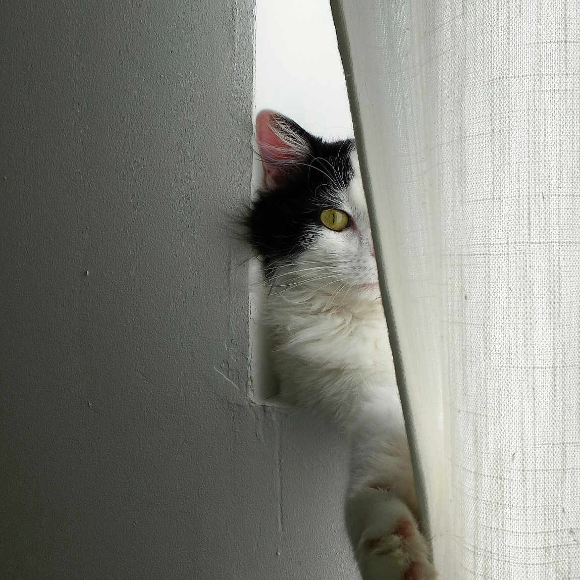 Ulysse a rejoint le concours — aidez-le/la à gagner de superbes lots ! cat, curtain, black_and_white, paw, window, peek, indoor, white_wall, animal, pet, feline, soft_light, texture, close_up, playful, curious, hidden, shadow, quiet, cozy