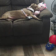 Autumn is registered to the contest to win money with this photo: dog, couch, stuffed_toy, unicorn, living_room, floor, fan, toy, brown, relaxed, pet, indoor, furniture, snuggling, cozy, comfortable, wall, thermostat, harness, plush