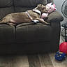 dog, couch, stuffed_toy, unicorn, living_room, floor, fan, toy, brown, relaxed, pet, indoor, furniture, snuggling, cozy, comfortable, wall, thermostat, harness, plush