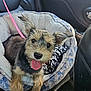 Tori joined the competition — help win amazing prizes! dog, puppy, pet_bed, car_interior, leash, happy, tongue_out, black_leather, seat, window, plastic_bag, cozy, ears, fur, transportation, animal, domestic_animal, vehicle, inside, resting