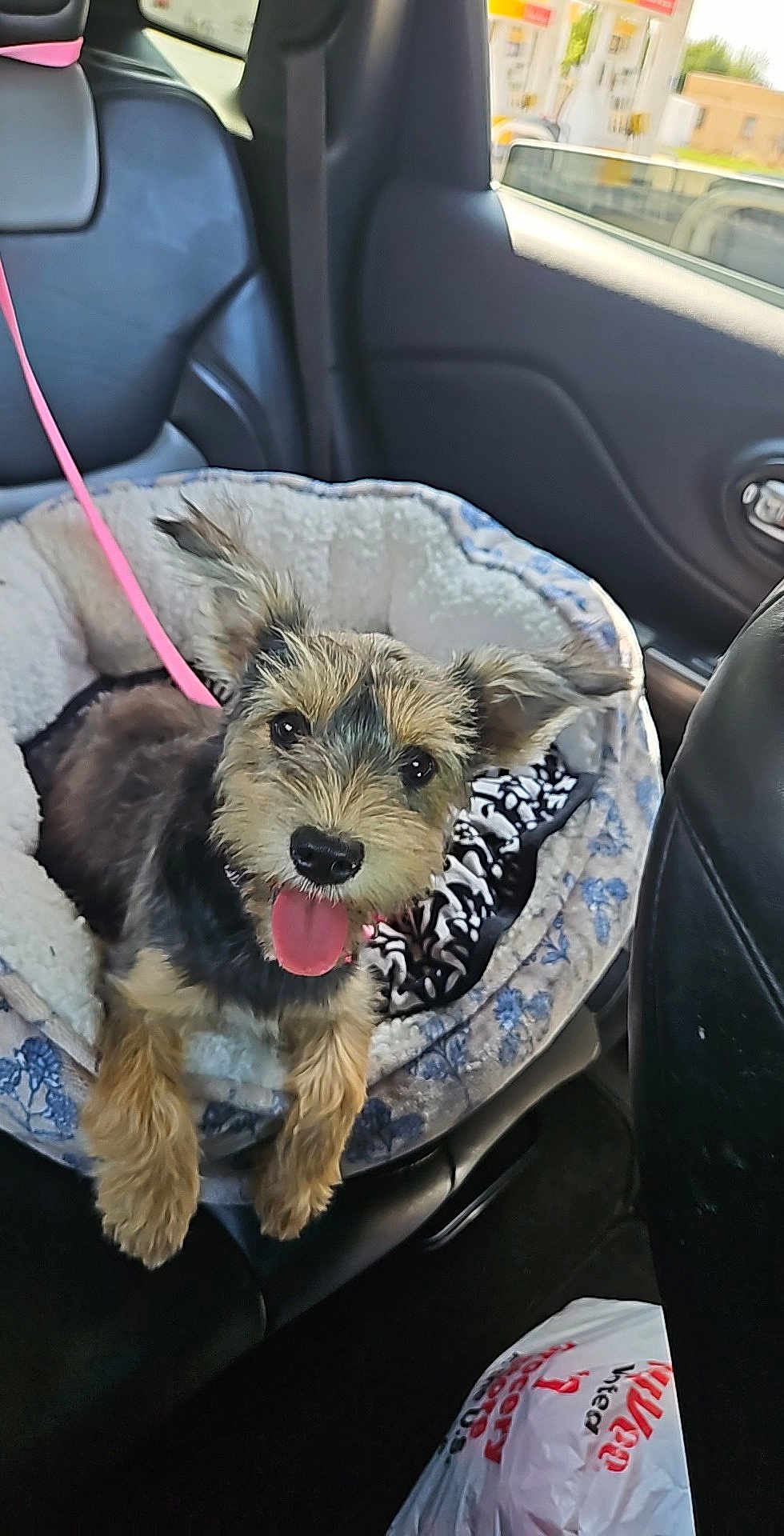 Tori joined the competition — help win amazing prizes! dog, puppy, pet_bed, car_interior, leash, happy, tongue_out, black_leather, seat, window, plastic_bag, cozy, ears, fur, transportation, animal, domestic_animal, vehicle, inside, resting