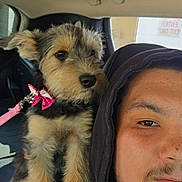 Tori is registered to the contest to win money with this photo: puppy, dog, person, hoodie, car_interior, seat, seatbelt, leash, pink_bow, fur, pet, closeup, portrait, companion, transportation, window, calm, indoors, young_dog, black_clothing