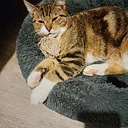 Abricot participe au concours pour gagner de l'argent avec cette photo : cat, tabby, pet_bed, plush_toy, indoor, fur, whiskers, paws, relaxed, sleepy, domestic_cat, floor, wooden_floor, cute, cozy, animal, mammal, resting, feline, soft_texture