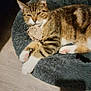 cat, tabby, pet_bed, plush_toy, indoor, fur, whiskers, paws, relaxed, sleepy, domestic_cat, floor, wooden_floor, cute, cozy, animal, mammal, resting, feline, soft_texture