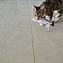 cat, tabby, toy_fish, floor, tile, indoor, pet, animal, playful, curious, whiskers, ears, paws, domestic_cat, muzzle, striped, young_cat, pet_toy, quiet, home