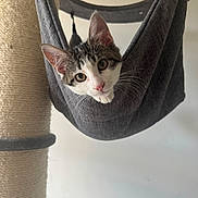 Anubis a rejoint le concours — aidez-le/la à gagner de superbes lots ! cat, pet, animal, indoor, scratching_post, hammock, gray, white, tabby, whiskers, ears, face, cute, curious, looking, cozy, feline, resting, young, playful