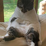 Mia is registered to the contest to win money with this photo: animal, background, cat, comfort, couch, daylight, feline, fur, greenery, home, indoor, leisure, pet, plant, relaxed, resting, seated, tabby, white, window