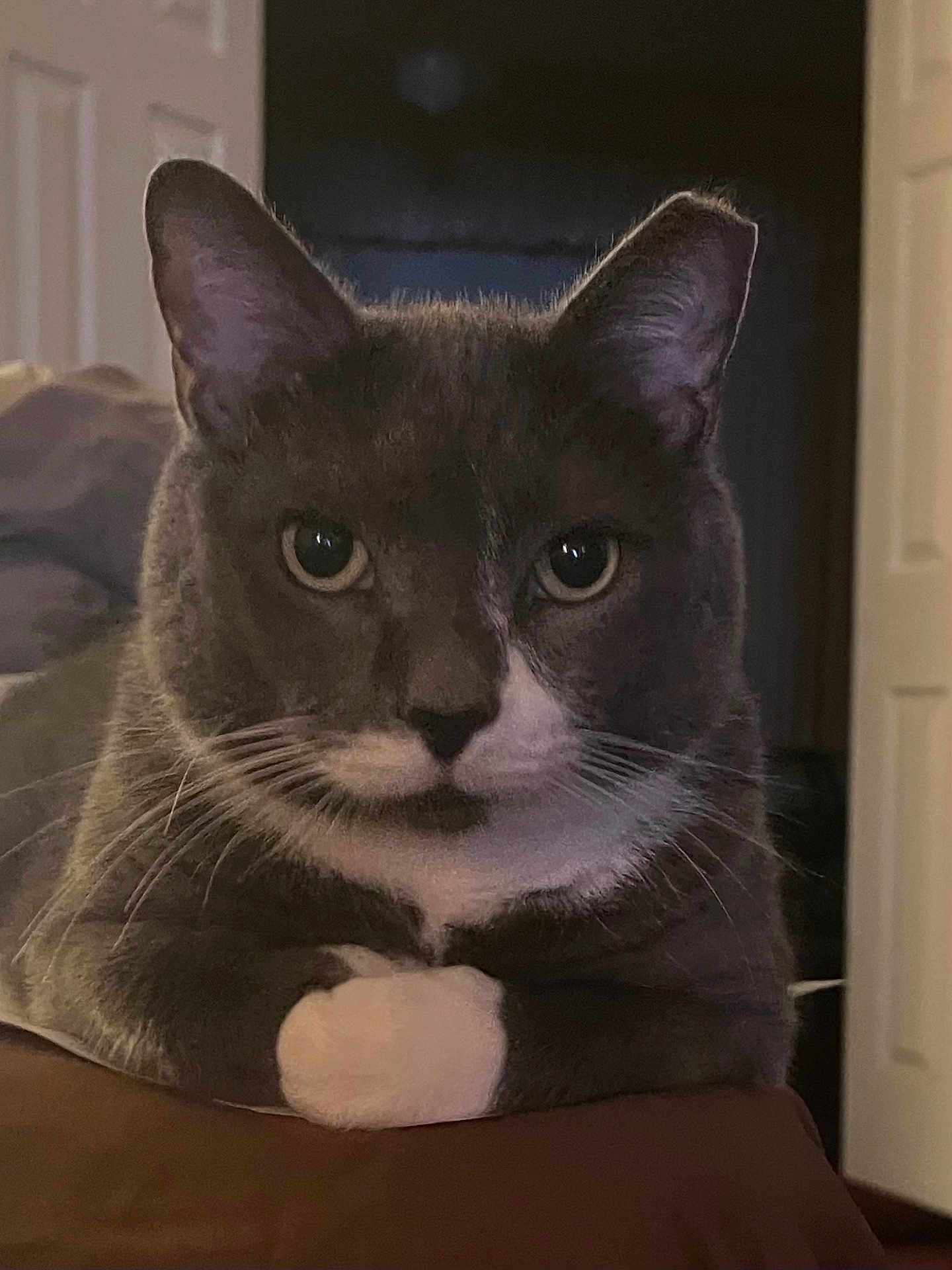 Ozzy