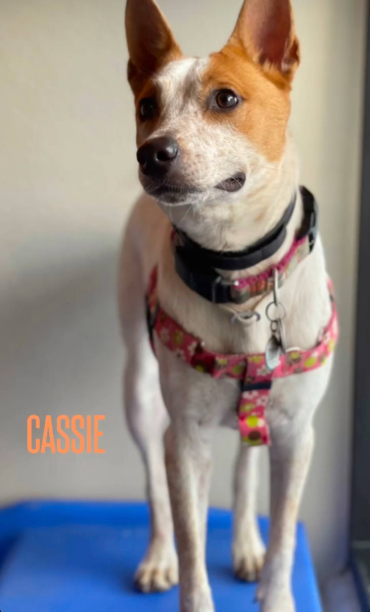 Cassie joined the competition — help win amazing prizes! ancient_dog_breeds, canidae, carnivore, collar, companion_dog, dog, dog_breed, dog_clothes, dog_collar, dog_supply, fawn, hound, leash, pet_supply, snout, sporting_group, terrier, whiskers, working_animal, working_dog