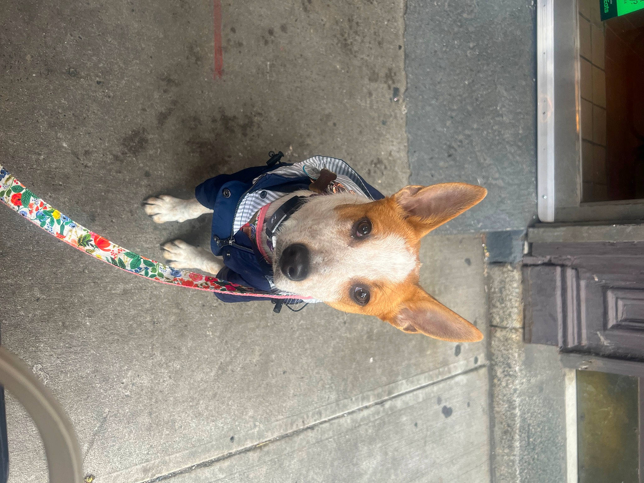 Cassie joined the competition — help win amazing prizes! adventure, canidae, carnivore, collar, companion_dog, concrete, dog, dog_breed, dog_collar, dog_supply, fashion_accessory, fur, leash, pet_supply, road_surface, sidewalk, snout, sporting_group, tail, working_animal