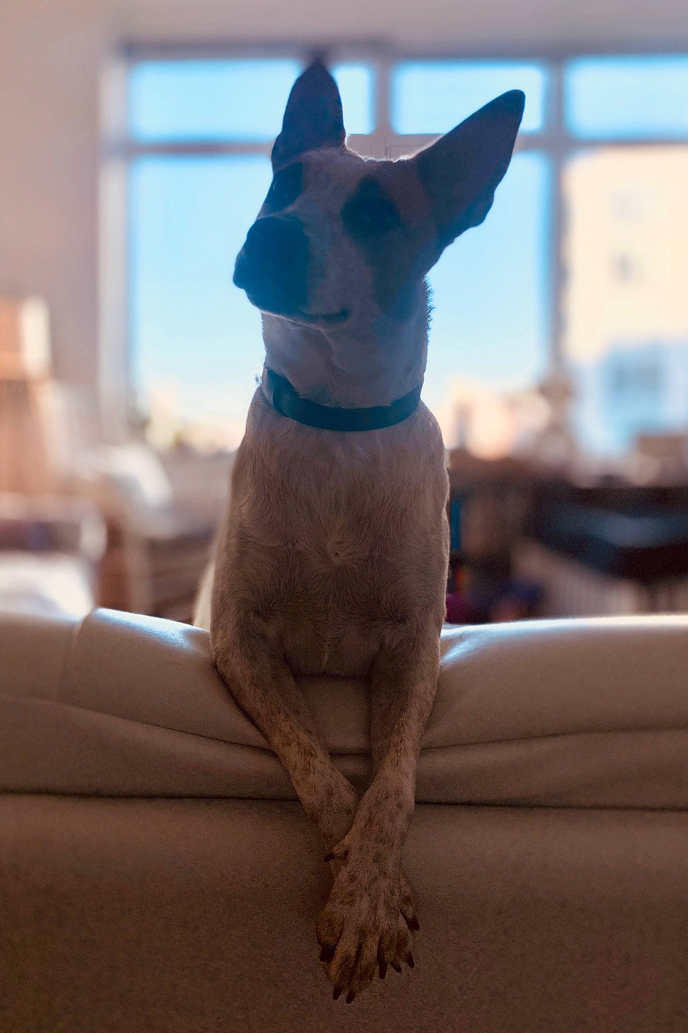 Cassie joined the competition — help win amazing prizes! brown, canidae, carnivore, collar, comfort, companion_dog, dog, dog_breed, dog_collar, fawn, non_sporting_group, pet_supply, snout, sporting_group, tail, terrestrial_animal, toy_dog, whiskers, wood, working_animal