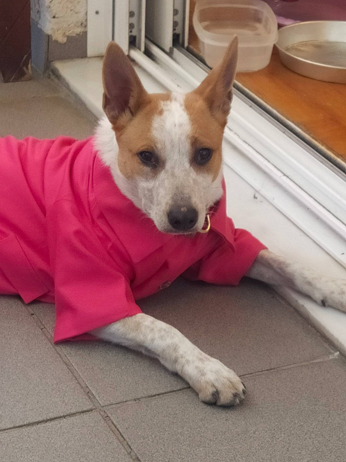 Cassie is registered to the contest to win money with this photo: canidae, carnivore, collar, comfort, companion_dog, dishware, dog, dog_breed, dog_supply, door, fawn, floor, flooring, plate, serveware, snout, sporting_group, tableware, whiskers, working_animal