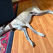 Whiskey joined the competition — help win amazing prizes! dog, greyhound, pet, indoor, floor, wooden_floor, rug, collar, resting, relaxed, side_view, animal, canine, domestic_animal, furniture, home, lying_down, long_legged, sleepy, quiet