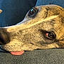 Whiskey joined the competition — help win amazing prizes! dog, close_up, tongue, resting, relaxed, fur, snout, pet, animal, brown, white, black, nose, eyes, indoor, couch, soft, texture, portrait, canine