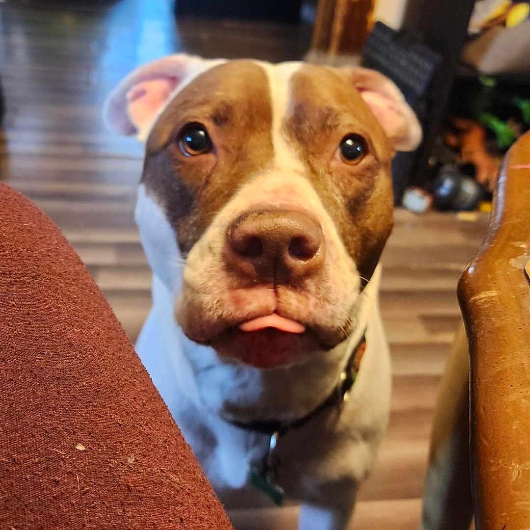 Drogo joined the competition — help win amazing prizes! animal, architecture, ball, building, canine, dog, face, head, house, housing, indoors, interiordesign, person, pet, photography, puppy, sport, staircase, tennis, tennisball