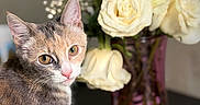 Kitty joined the competition — help win amazing prizes! animal, bouquet, cat, closeup, cute, decor, ears, feline, flower, fur, indoor, orange_eyes, pet, pink_nose, portrait, rose, still_life, table, vase, whiskers