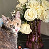 animal, bouquet, cat, closeup, cute, decor, ears, feline, flower, fur, indoor, orange_eyes, pet, pink_nose, portrait, rose, still_life, table, vase, whiskers